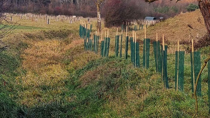 Der Abstand zum Nachbargrundstück sei zu gering gewesen – die Bäume wurden daher neu gepflanzt.
