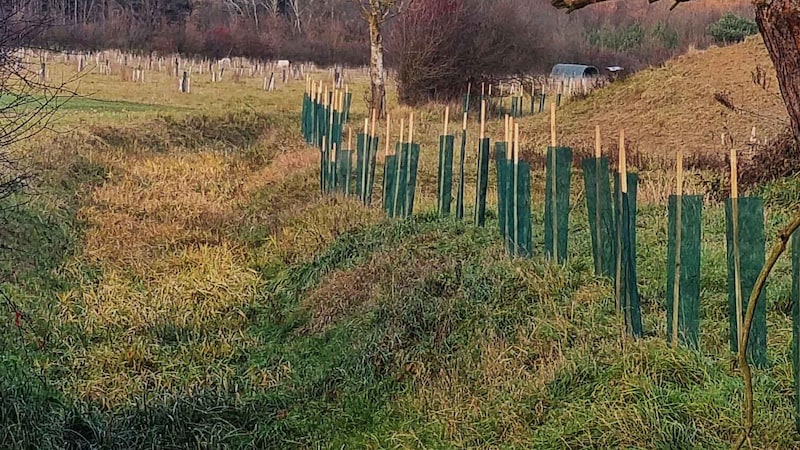 Der Abstand zum Nachbargrundstück sei zu gering gewesen – die Bäume wurden daher neu gepflanzt. (Bild: Reinhard Judt)