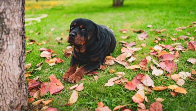 Mit der neuen Verordnung für Hundetraining bleibt kein Stein auf dem anderen. Auch der Dachverband ÖKV sollte seinen Beitrag dazu leisten.  (Bild: Maryana - stock.adobe.com)