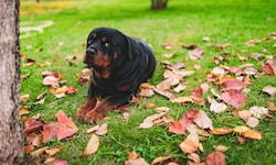 Mit der neuen Verordnung für Hundetraining bleibt kein Stein auf dem anderen. Auch der ...