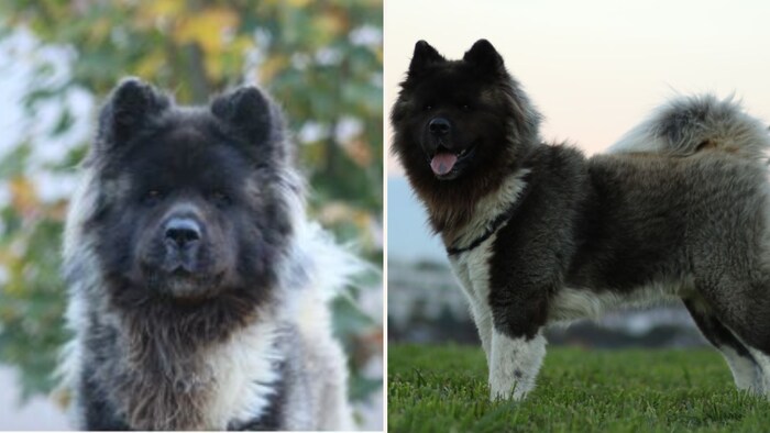 Kaju is an independent companion.