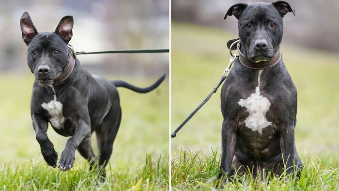 Onion wants lots of love and long walks.