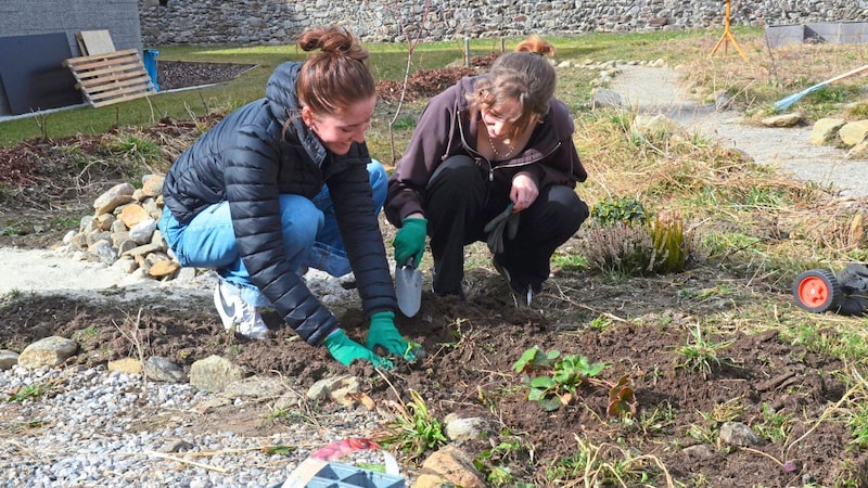 Madlen and Lara planting strawberries. (Bild: Daum Hubert)