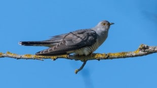 Der Kuckuck: Unauffällig im Aussehen, aber sein Ruf ist nicht zu verwechseln. 