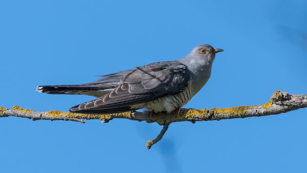 The cuckoo: Inconspicuous in appearance, but its call cannot be mistaken. (Bild: Samuel Schnierer)