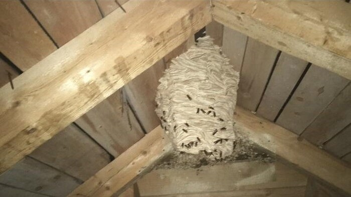 2024 war ein Wespenjahr!