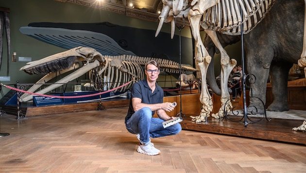 Dr. Pascal Querner bewahrt das Museum als „oberster Kammerjäger“ vor Schädlingsfraß. (Bild: NHM Wien / Christina Rittmannsperger)