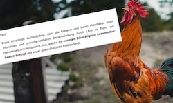 „Kiki“ krähte mit seinem Nachkommen um die Wette und brachte seinen Besitzern dadurch eine ...