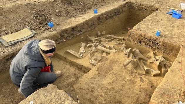 Die Forscher gehen von mehreren Dutzend Tieren aus, deren Fleisch von Mammutjägern dort verwertet wurde. (Bild: ÖAW/ÖAI)