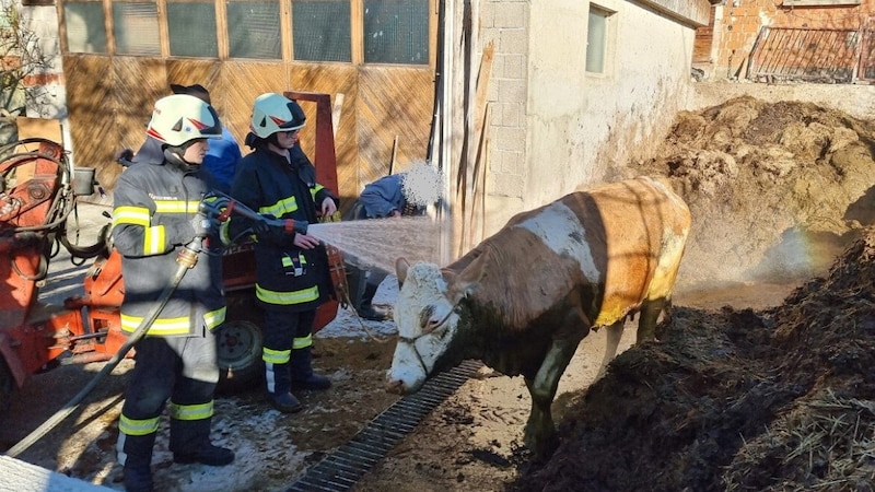 Nach der Befreiung wurde das Tier abgeduscht. (Bild: FF Lasberg)