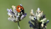 Marienkäfer gelten als Glücksbringer.
