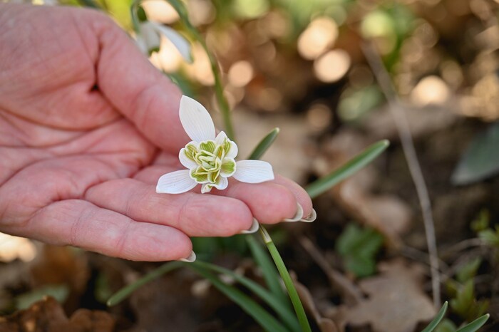 Nach dem Winter erfreuen die Schneeglöckchen als Boten des Frühlings die Menschen.