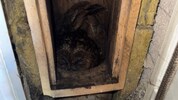 Die Vögel waren völlig verrußt