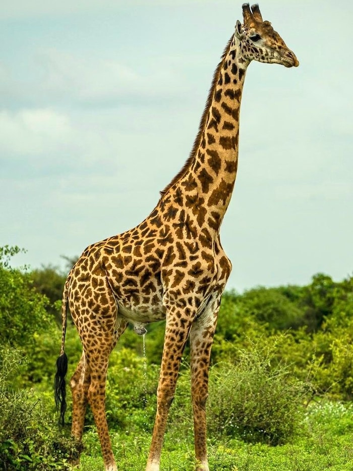 Eine von über 30.000 Giraffen in Tansania