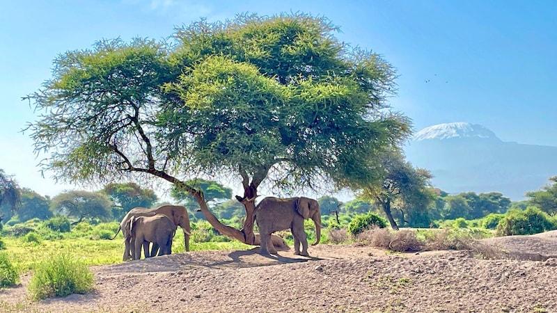 Elefanten und der beeindruckende Kilimandscharo in Sinya (Bild: Diana Krulei)