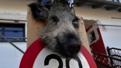 Ein Wildschweinkopf zum 30er hat eine Anzeige zur Folge. (Bild: Verein RespekTiere)