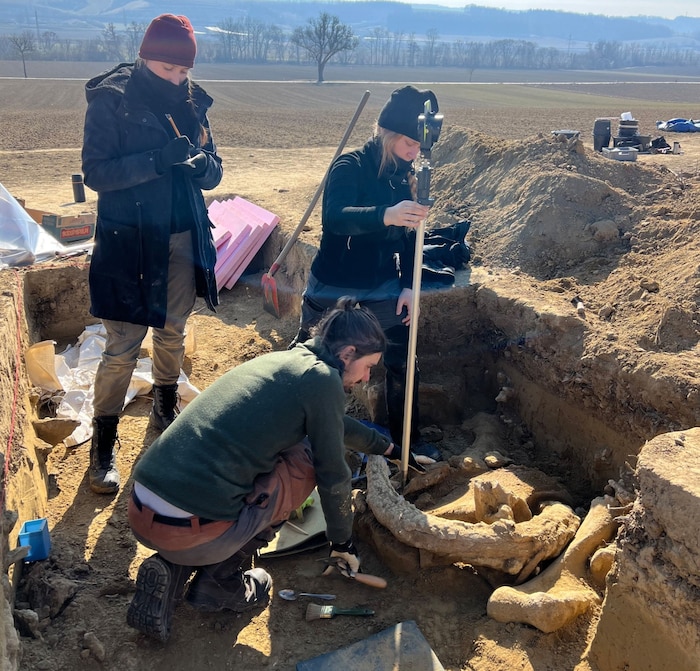 Feinarbeit an den größten Knochen der Archäologie