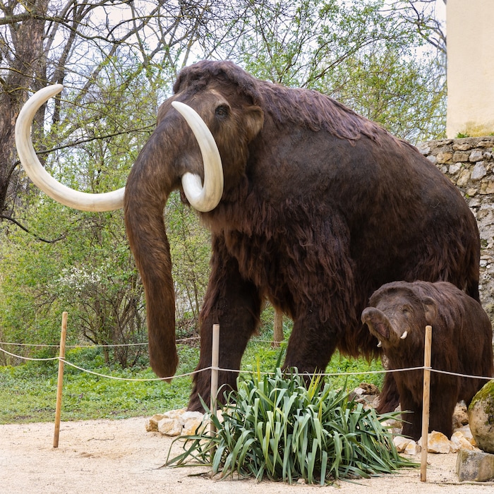 Mammt mit Nachwuchs – in Originalgröße zu bestaunen im MAMUZ-Museum Mistelbach im Rahmen einer Sonderschau. 