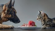 Fressen „Waldi“ und „Minka“ bald Fleisch aus dem Reagenzglas?