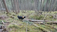 Auch Hunde suchten nach der Frau.