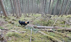 Auch Hunde suchten nach der Frau.