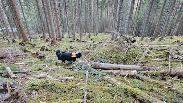 Auch Hunde suchten nach der Frau. (Bild: Bergrettung Salzburg)