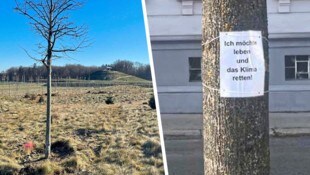 15 Bäume übersiedelten vom St. Pöltner Zentrum in den Windschutzgürtel am Eisberg (li.). (Bild: Krone KREATIV/Stadtgärtnerei, zVg)