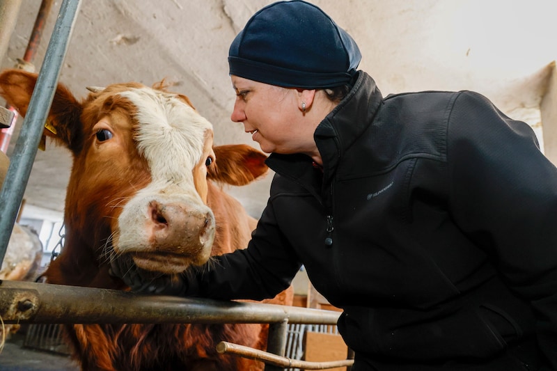 Die Familie hält nebenerwerblich einige Kühe am Bauernhof (Bild: Markus Tschepp)