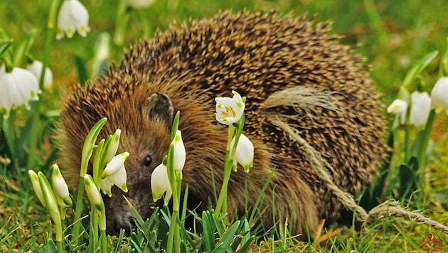 Will sich der Rabauke gar verstecken? (Bild: Litzlbauer Alois)