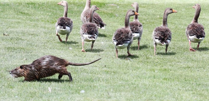 Natur pur in Donnerskirchen: Die Graugänse sind längst da, die Nutrias haben dort ebenso viel ...