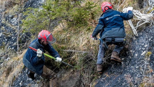 Die Salzburger Bergputzer unterstützten die heikle Baum-Mission. (Bild: Wild + Team Fotoagentur GmbH)