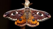 „Lebendige Nacht“ im Haus für Natur in St. Pölten: Kleines Nachtpfauenauge 
