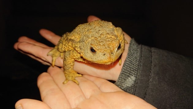 „Inventur“ in den niederösterreichischen Öko-Paradiesen. (Bild: Naturbeobachtung / Roswitha ARMELLINI)