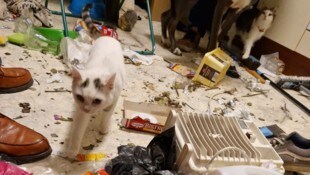 In dieser Horror-Wohnung mussten die vier Tiere leben