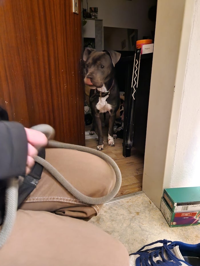 Der verängstigte Staffordshire-Terrier