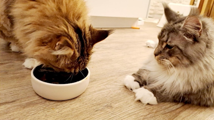Die Schnurrhaare einer Katze sind bis zu 15 Zentimeter lang, bei der Rasse Maine-Coon (so wie ...