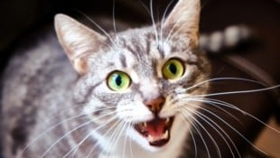 Tasthaare sind für Katzen nicht nur ein ästhetisches Merkmal, sondern ein essenzielles Werkzeug ...