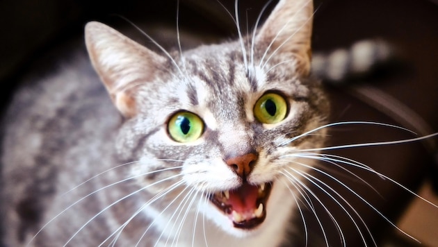In dem Haus der Japanerin wurden auch zwölf lebende Katzen entdeckt (Symbolbild).