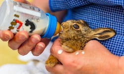 Ähnlich wie beim Rettungsdienst kann man bei „Team Tierschutz“ lernen, verletzte Tiere sicher zu ...