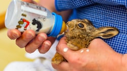 Ähnlich wie beim Rettungsdienst kann man bei „Team Tierschutz“ lernen, verletzte Tiere sicher zu ...