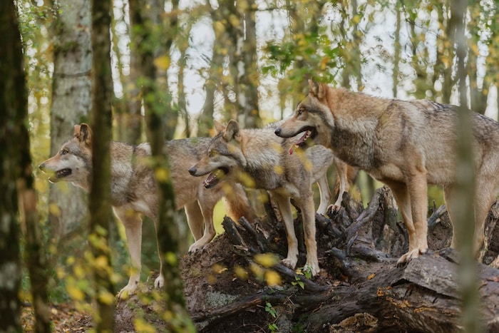 Wölfe im Wald