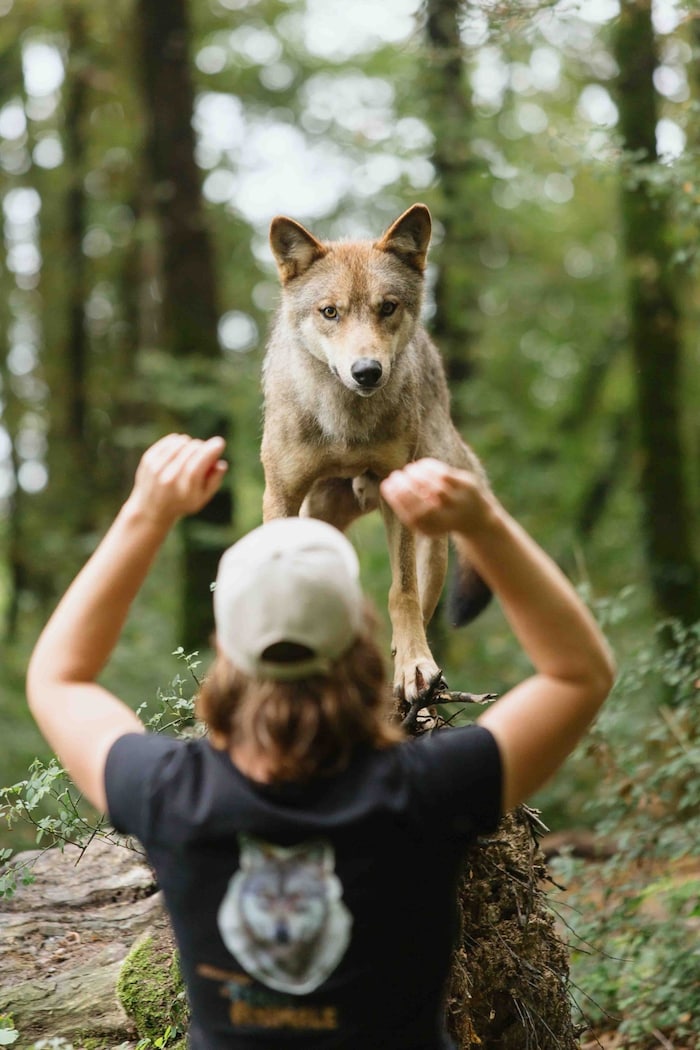 Tiertrainer mit Wolf