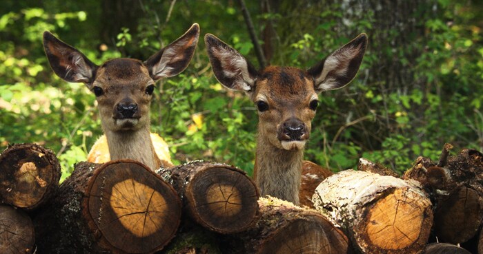 Bambi und seine Freundin Faline
