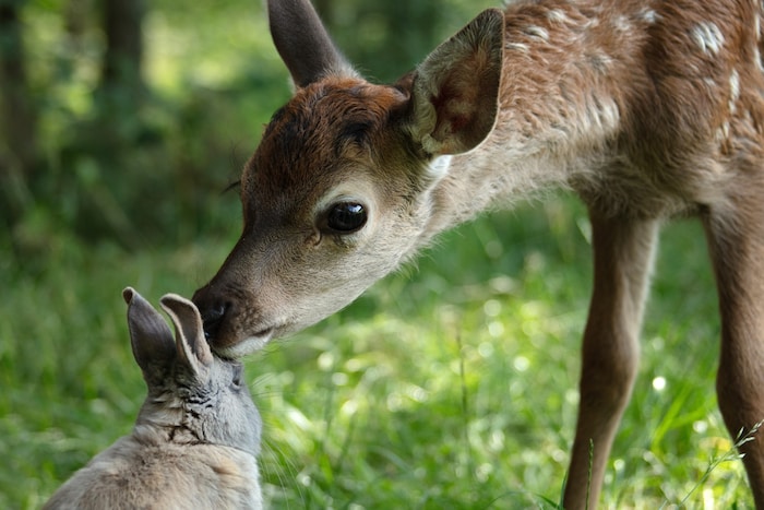 Bambi und sein Freund der Hase