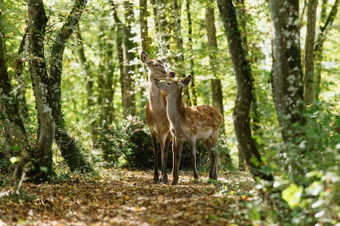 Bambi und seine Mutter