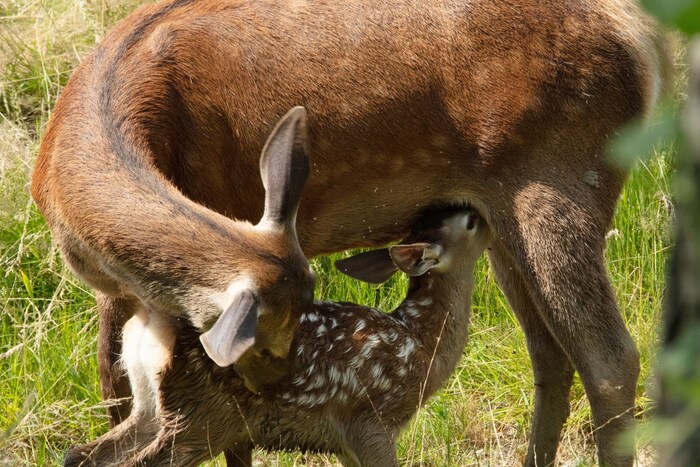 Bambi trinkt bei seiner Mutter