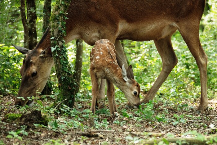 Bambi und seine Mutter