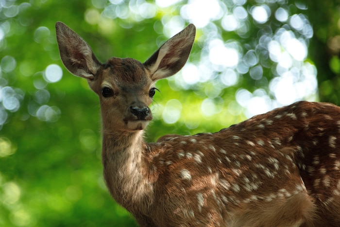 Bambi als junges Hirschkalb