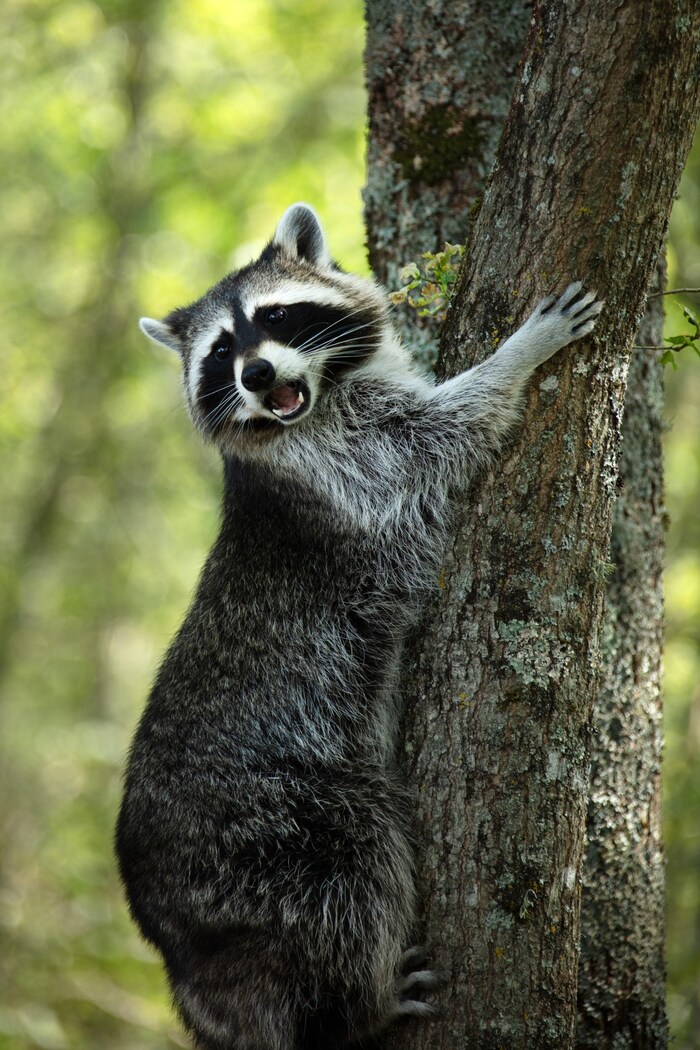 Der Waschbär, ein Freund von Bambi