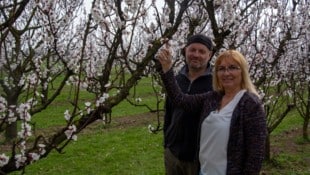 Karin Darnai und Alexander Roszuczky im Marillengarten. Sie sind nicht die einzigen, die von Bio wieder auf konventionelle Landwirtschaft umgesattelt haben. (Bild: Charlotte Titz)